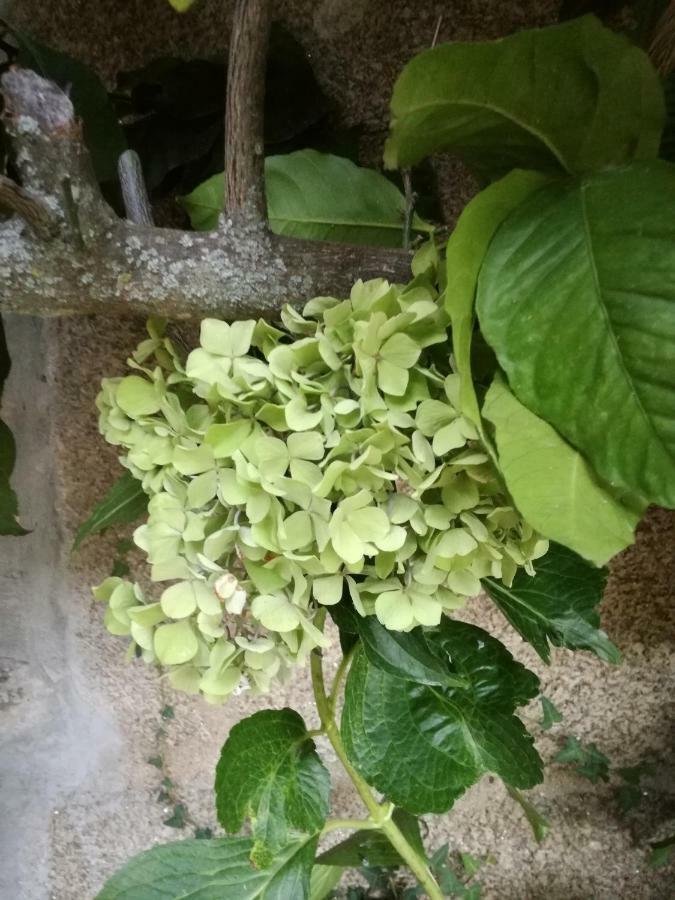 O Ze Ja Dormiu Aqui Villa Celeiros Dış mekan fotoğraf